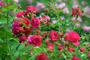 Создание сказочного розария в саду по всем правилам - фото