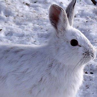 Как содержать и чем кормить кроликов зимой на улице с фото