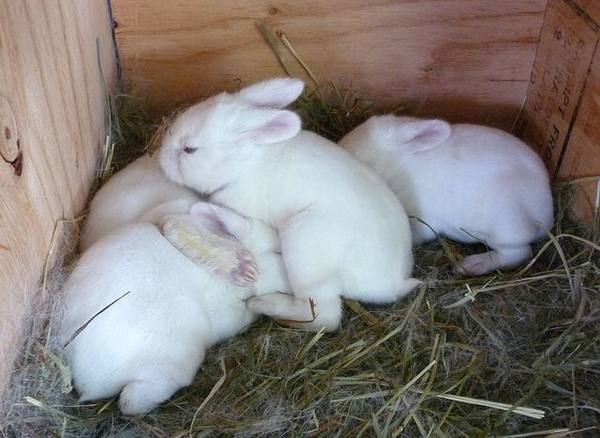 Крольчата остались без крольчихи Как кормить? - фото