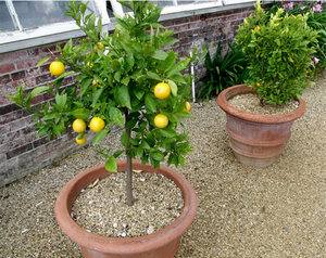 Как самостоятельно вырастить лимон и получать плоды? - фото