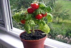 Как вырастить помидоры на подоконнике: посадка и уход за домашними томатами - фото