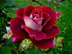 Особенности выращивания розы из семян - фото