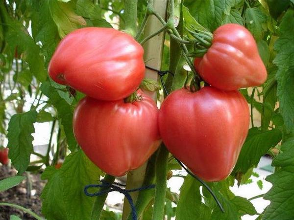 Особенности выращивания и ухода за томатом Розовый мед - фото