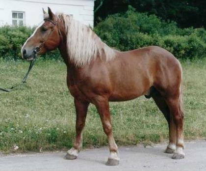 Какие породы лошадей разводят на южном Урале - фото