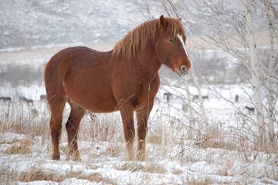 Какие породы лошадей разводят в Алтайском крае - фото
