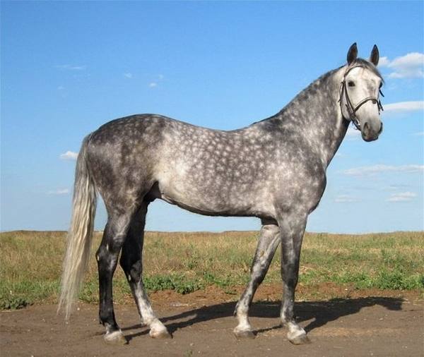 Какие породы лошадей разводят в Пензенской области с фото