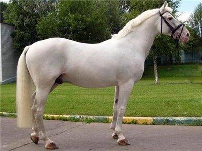 Какие породы лошадей разводят в Сибири - фото