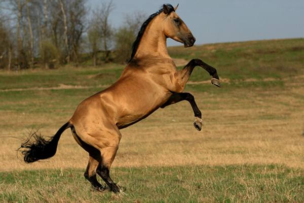 Какие породы лошадей разводят в Волгоградской области с фото