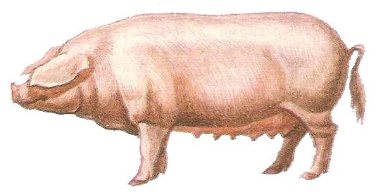 Какие породы свиней разводят в Брянской области - фото