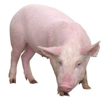 Какие породы свиней разводят в Челябинской области - фото