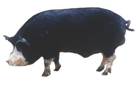 Какие породы свиней разводят в Татарстане - фото