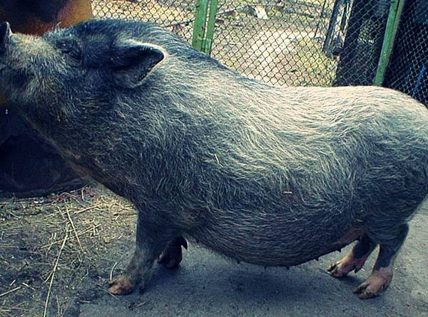 Какие породы свиней разводят во Владимирской области - фото