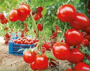 Болезни рассады помидоров: как предотвратить и лечить? - фото