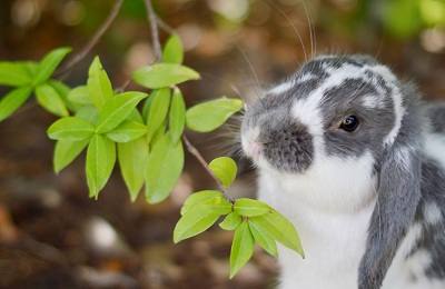 Выбор и заготовка веток для кроликов - фото