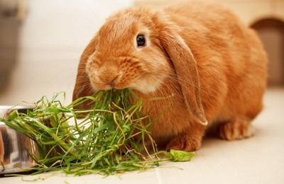 Выбор травы для составления рациона кроликов - фото