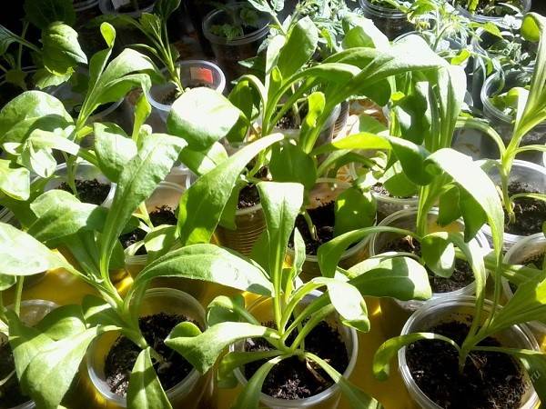 Календула – выбор семян, выращивание рассады, высадка в открытый грунт, видео