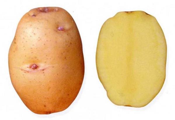 Картофель «Барон»: раннеспелый и высокоурожайный сорт - фото