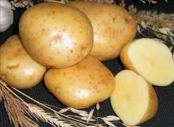 Особенности культивирования высокоурожайного картофеля «Гала» с фото