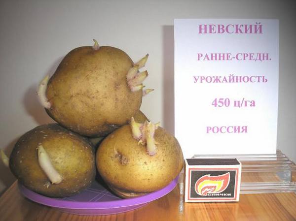 Картофель - сорт Невский - фото