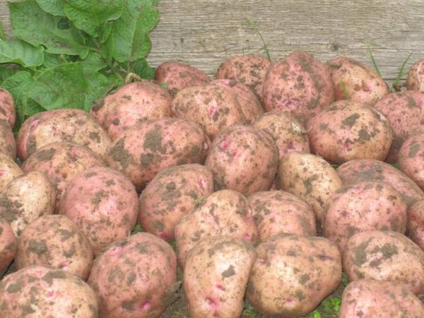 Высокоурожайный, вкусный картофель Ильинский - фото