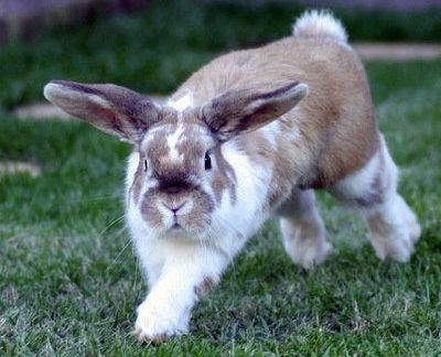 Кастрация кроликов: необходима ли данная процедура и правила ее проведения - фото