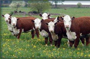 Казахская белоголовая порода коров: описание, характеристики и отзывы с фото