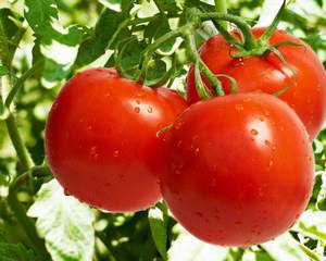 Один из лучших сортов ранних помидоров  томат Санька с фото