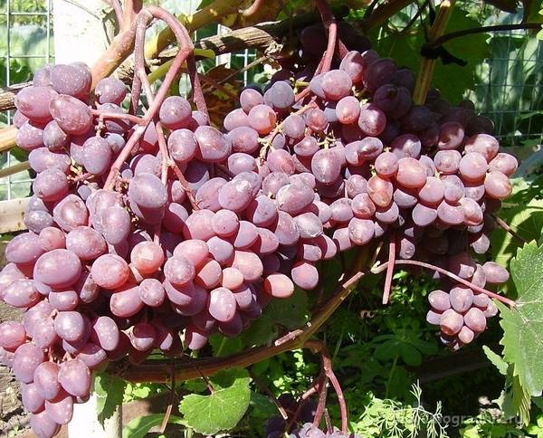 Запорожский кишмиш  скороспелый и урожайный сорт винограда с фото