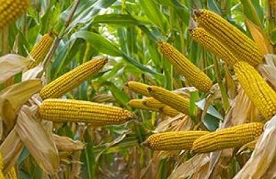 Cбор урожая кукурузы - фото