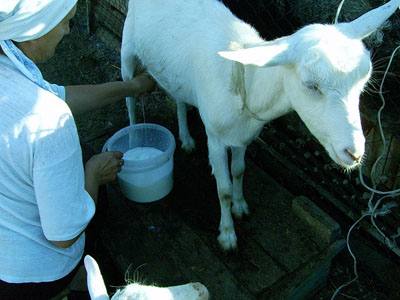 Когда переставать доить козу перед окотом и как доить после родов с фото
