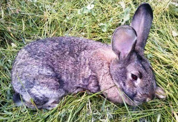 Кокцидиоз у кроликов: симптомы и лечение с фото