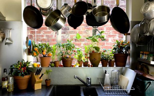 Комнатные цветы для вашей кухни: 20 идеальных вариантов - фото