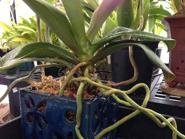Правила обработки корней орхидеи - фото