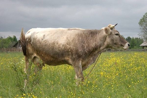 Костромская порода коров: характеристики, видео и фото - фото