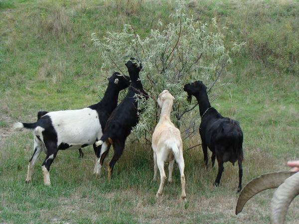 Описание коз породы Ламанч - фото