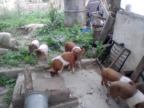 Красно-поясная порода свиней: описание, отзывы и фото с фото
