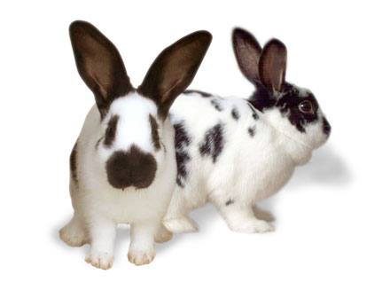 Кролики породы бабочка: фото и описание - фото