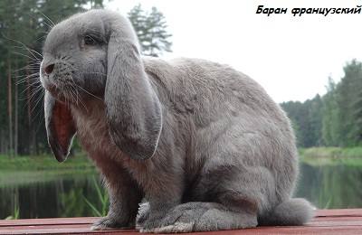 Кролики породы французский баран: преимущества и особенности выращивания - фото