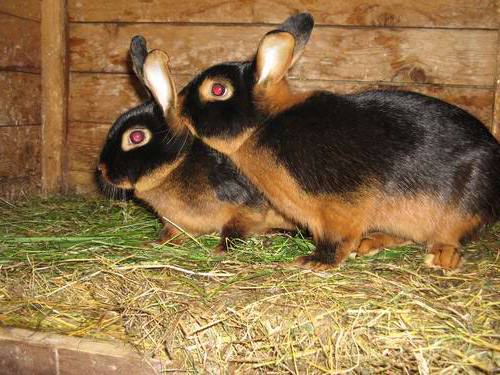 Кролики породы черно бурый: фото и описани с фото