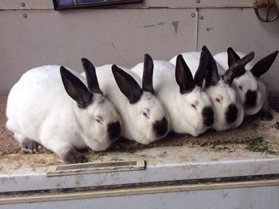 Кролики породы Калифорния: фото и описание - фото