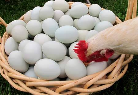 Несушки клюют свои яйца, что делать с фото