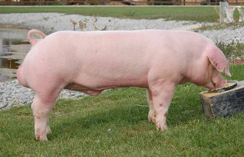 Ландрас порода свиней: фото, видео, отзывы - фото