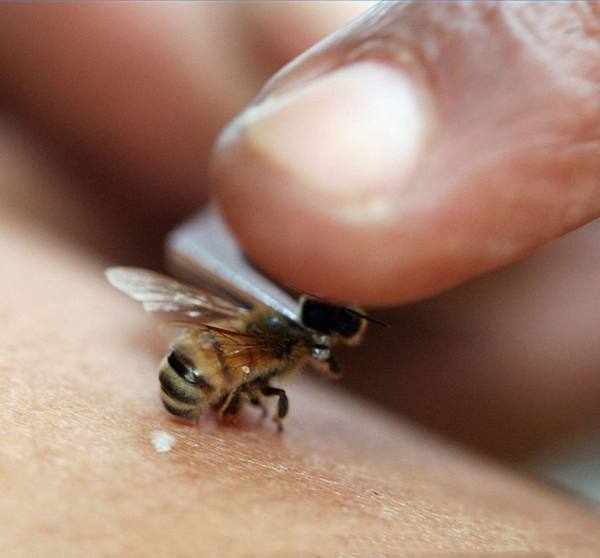 Лечение укусами и мертвыми пчелами: вред и польза - фото