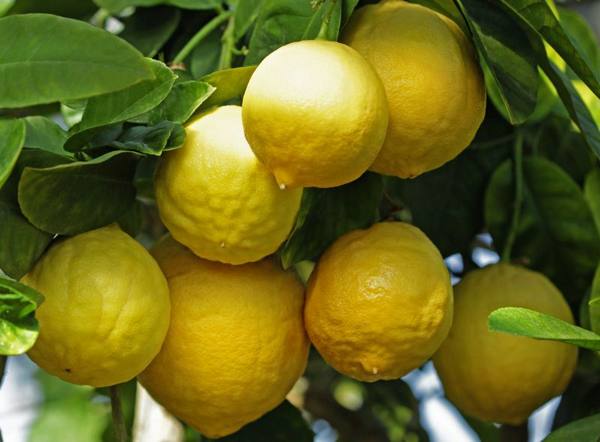 Сорт лимонов Юбилейный: растим в комнате - фото
