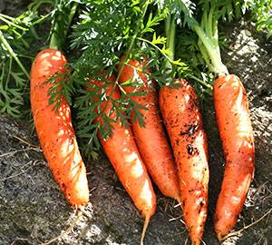 Обзор лучших сортов моркови с фотографиями - фото