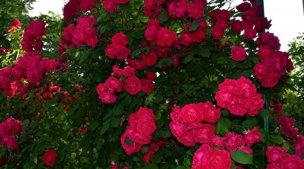 Лучшие сорта плетистых роз для средней полосы России с фото