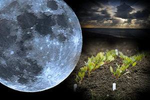 Лунный календарь цветовода  в согласии с природой - фото