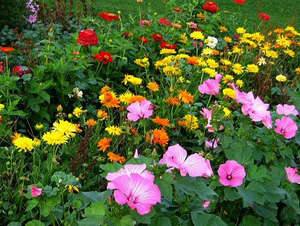 Какие многолетние цветы для дачи цветут и украшают клумбы все лето с фото