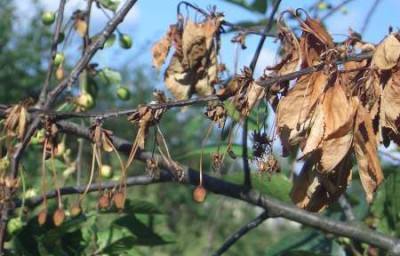 Описание монилиоза вишни и косточковых культур: лечение и профилактика - фото