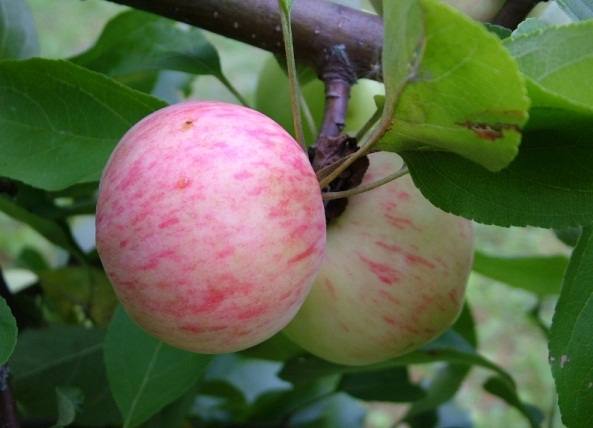 Грушовка Московская: описание, посадка и уход за яблоней с фото